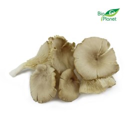 GRZYBY BOCZNIAKI ŚWIEŻE BIO (POLSKA) (około 0,20 kg) ŚWIEŻE (owoce, warzywa, grzyby) - tacki i sztuki