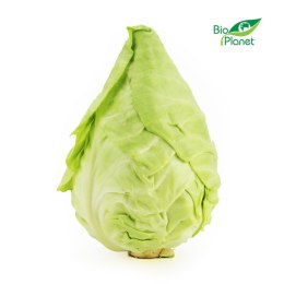 KAPUSTA SZPICZASTA ŚWIEŻA BIO (około 0,60 kg) ŚWIEŻE (owoce, warzywa, grzyby) - tacki i sztuki